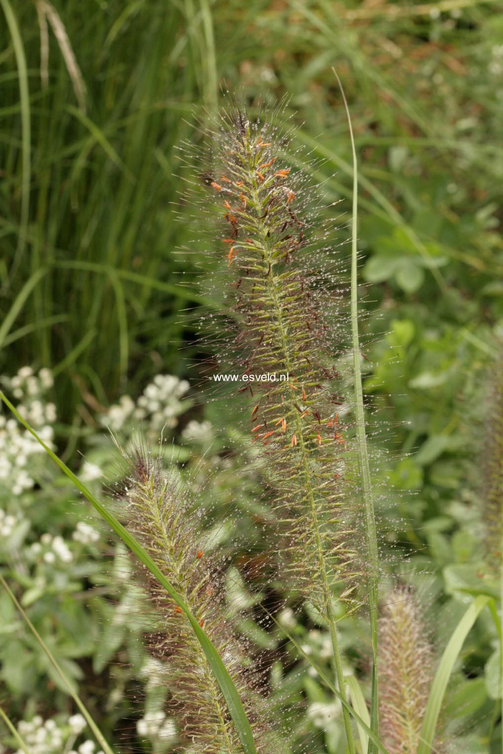 Pennisetum alopecuroides 'Black Beauty'