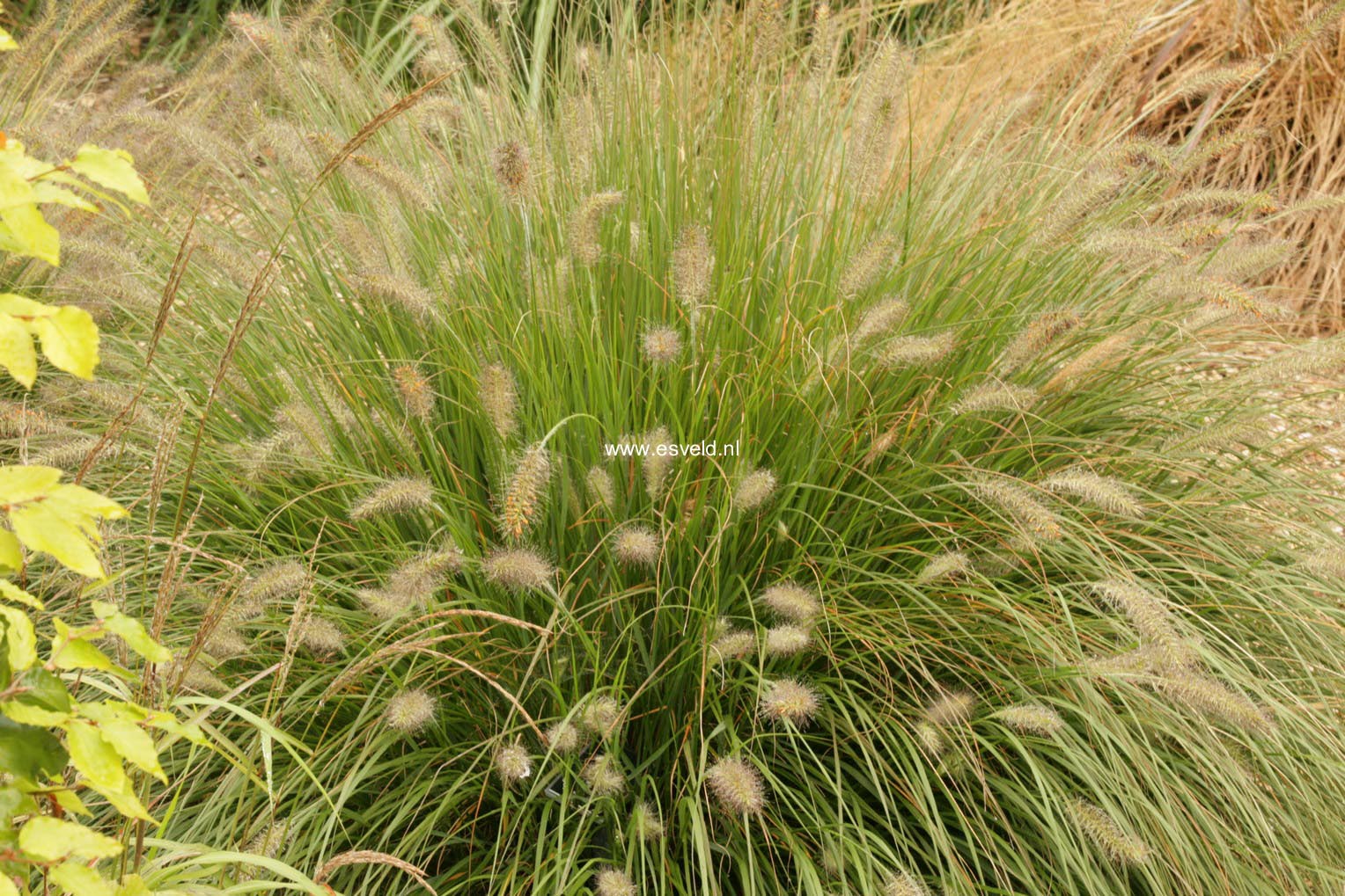 Pennisetum alopecuroides 'Hameln'