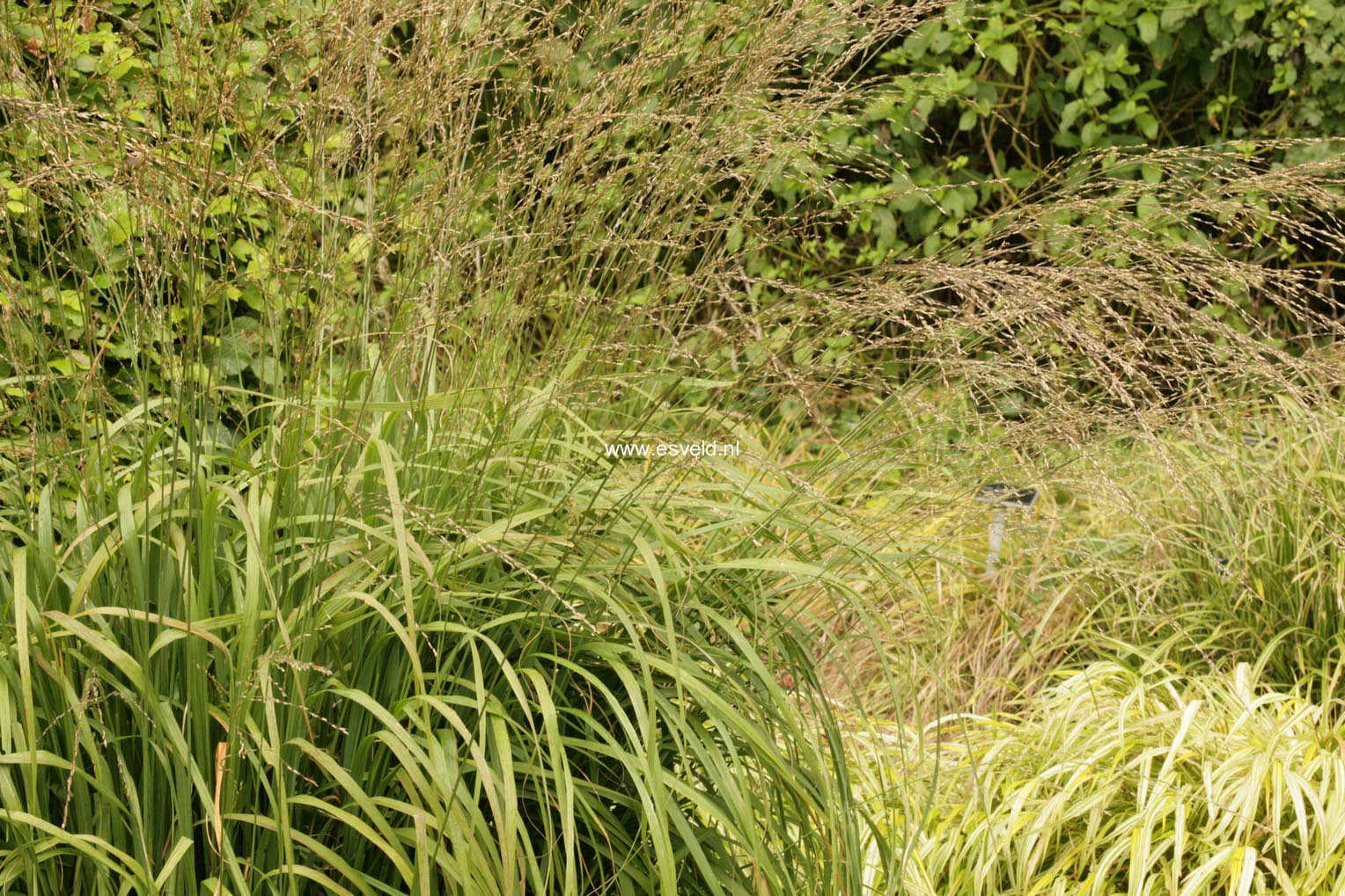 Molinia arundinacea 'Cordoba'