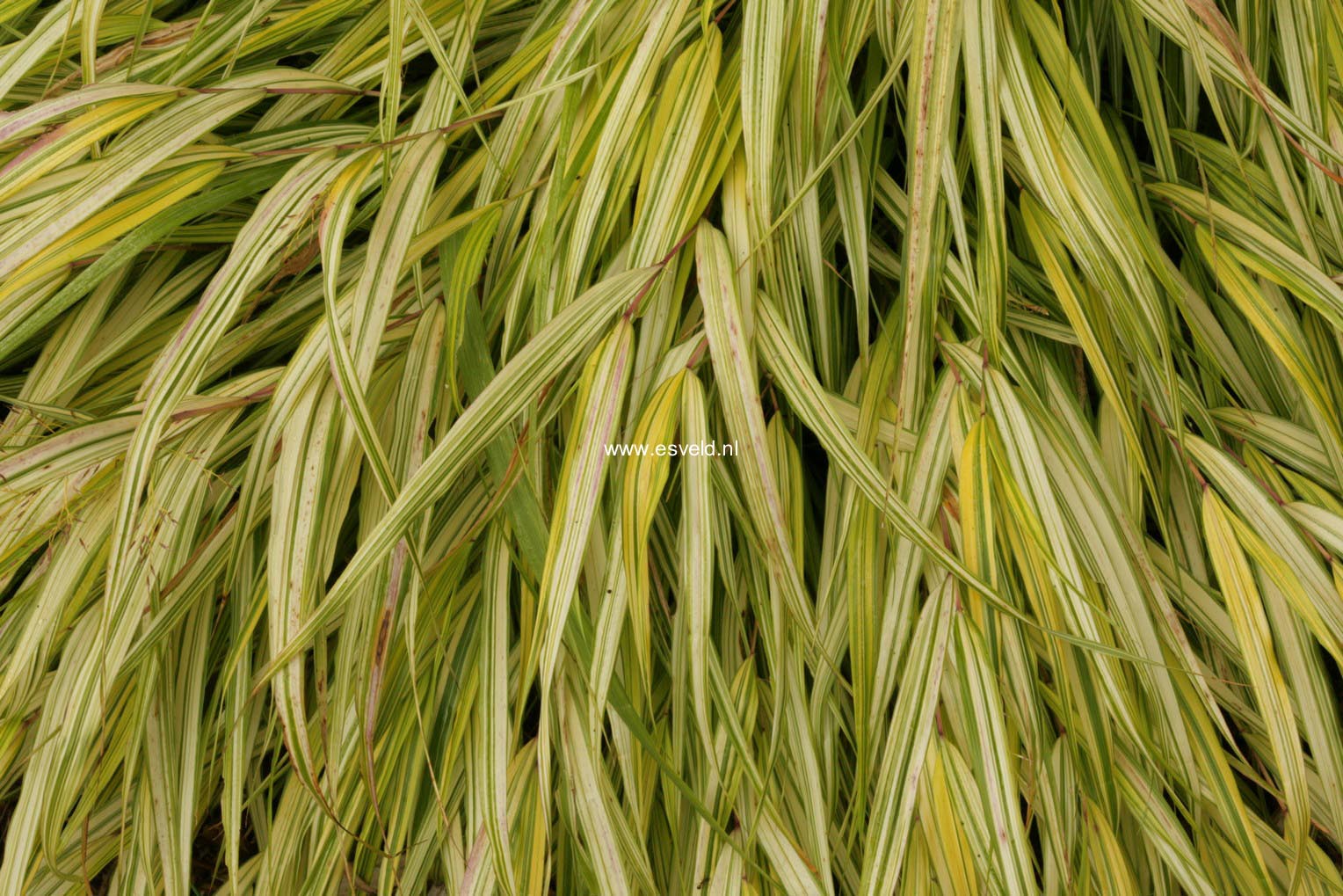 Hakonechloa macra 'Aureola'