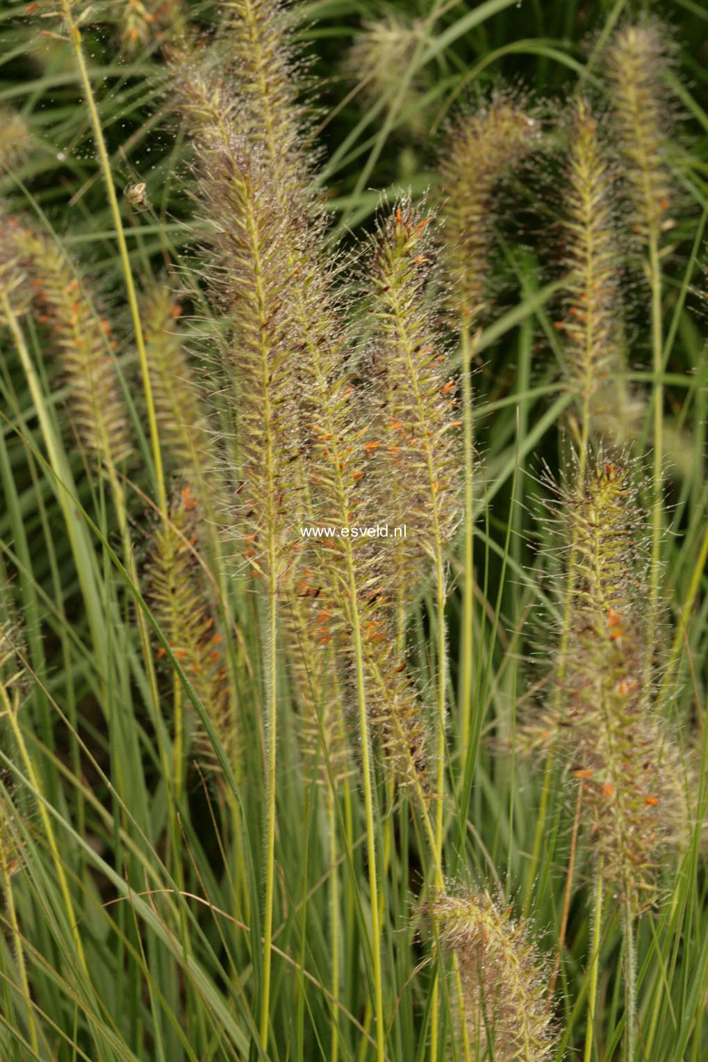 Pennisetum alopecuroides 'Gelbstiel'