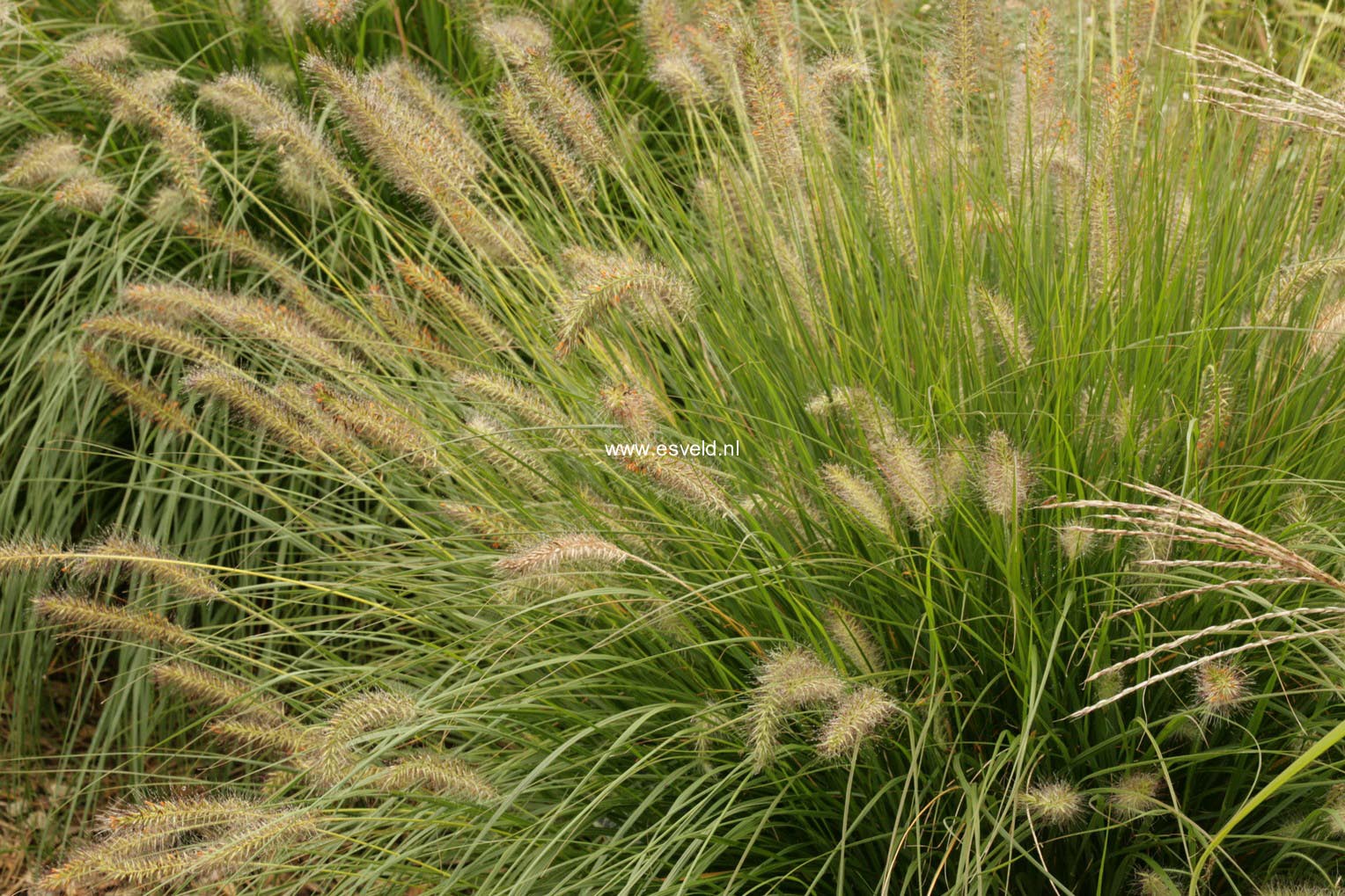 Pennisetum alopecuroides 'Gelbstiel'