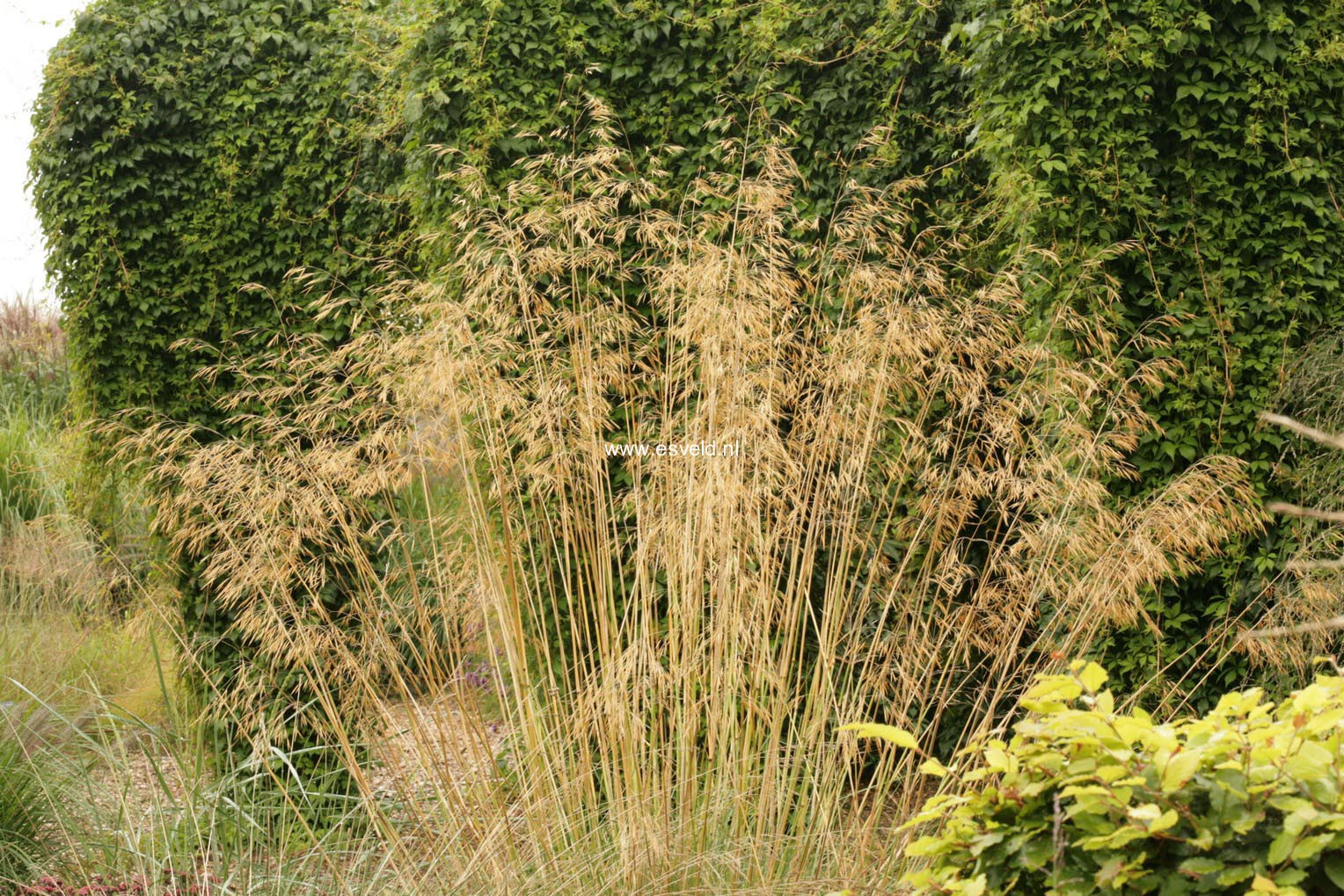 Stipa gigantea