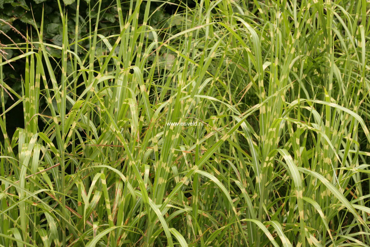 Miscanthus sinensis 'Strictus'