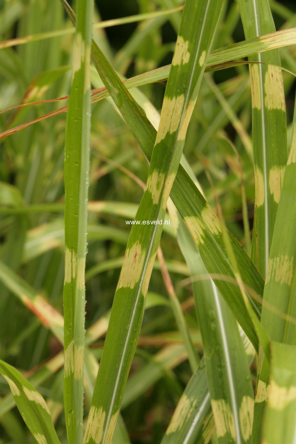 Miscanthus sinensis 'Strictus'