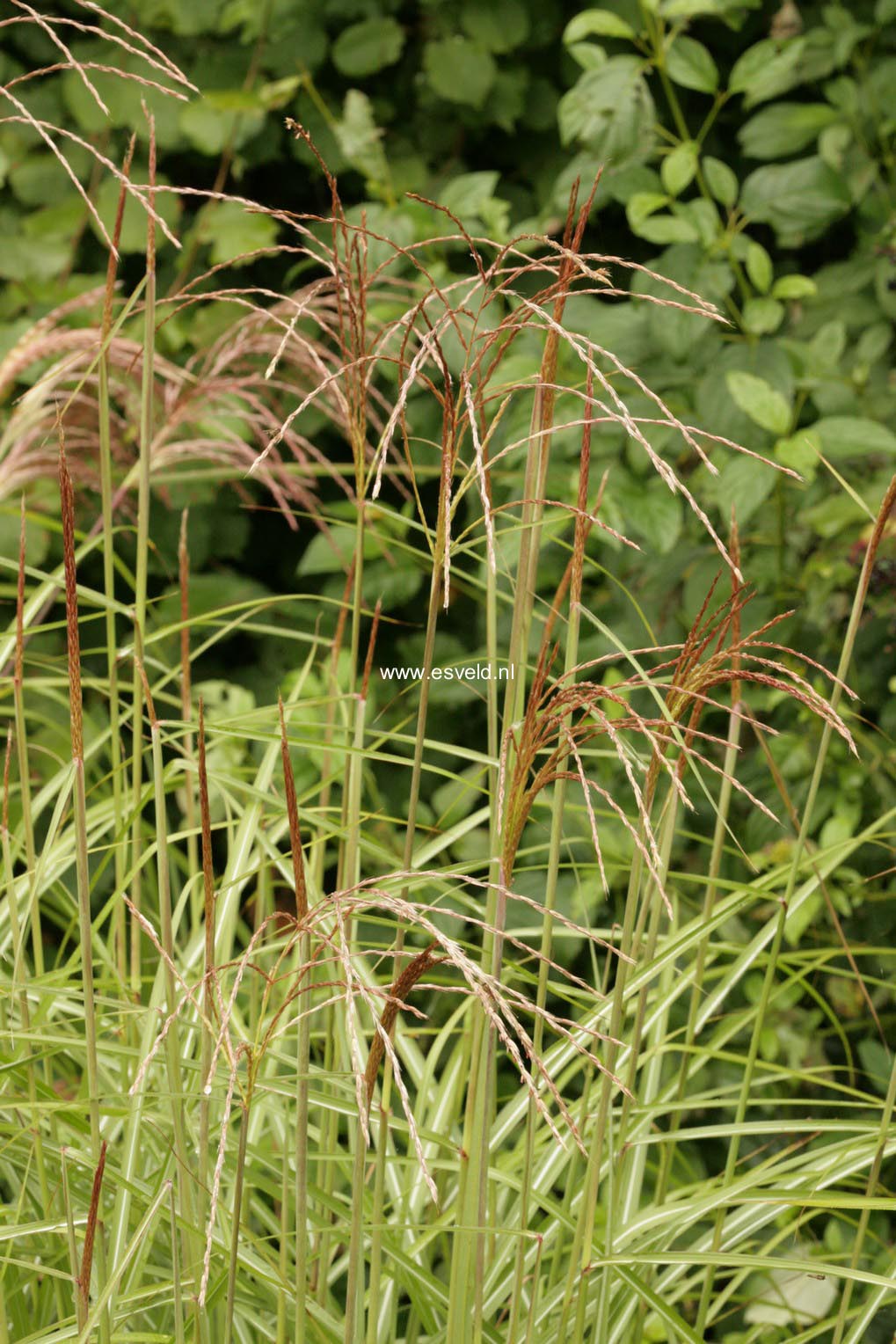 Miscanthus sinensis 'Undine'