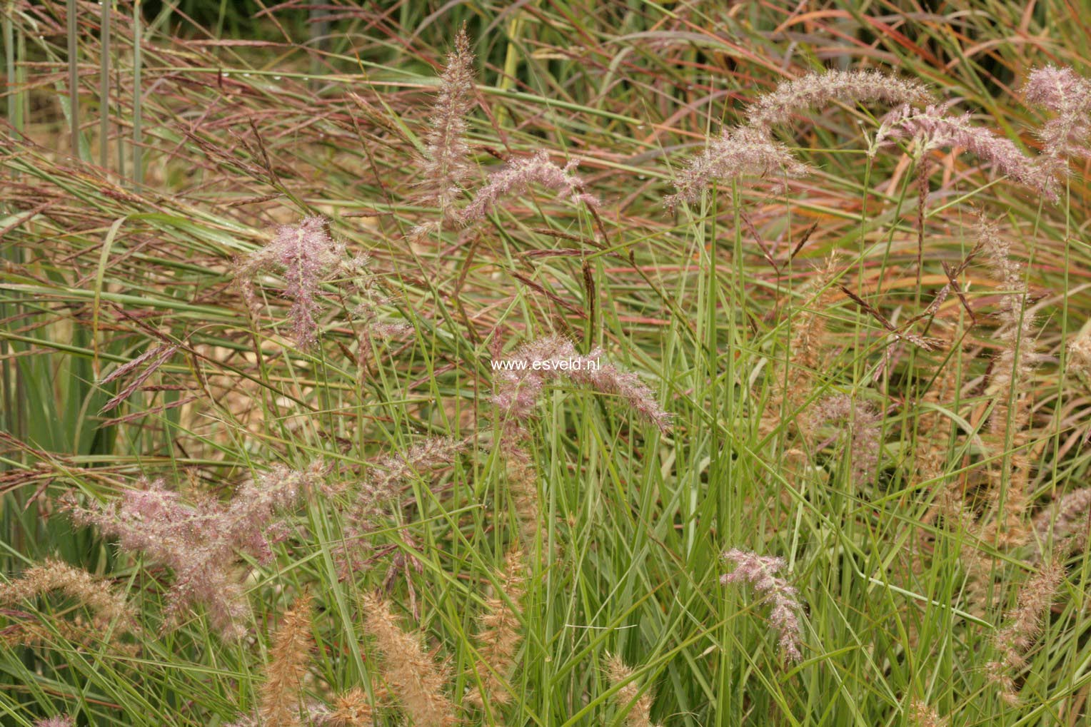 Pennisetum orientale 'Karley Rose'