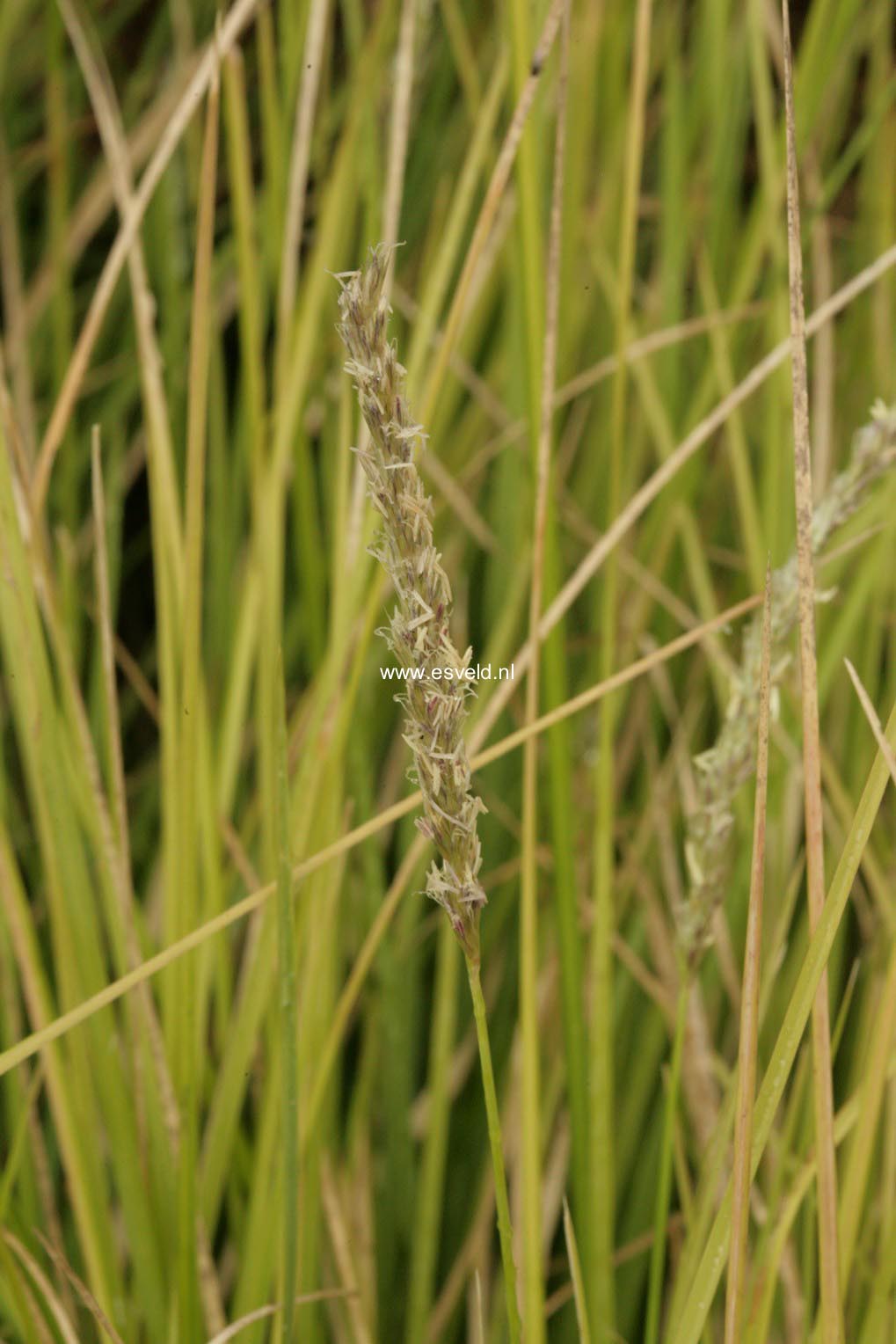 Sesleria autumnalis