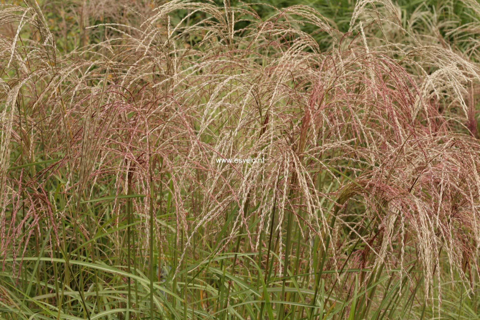 Miscanthus sinensis 'Flamingo'