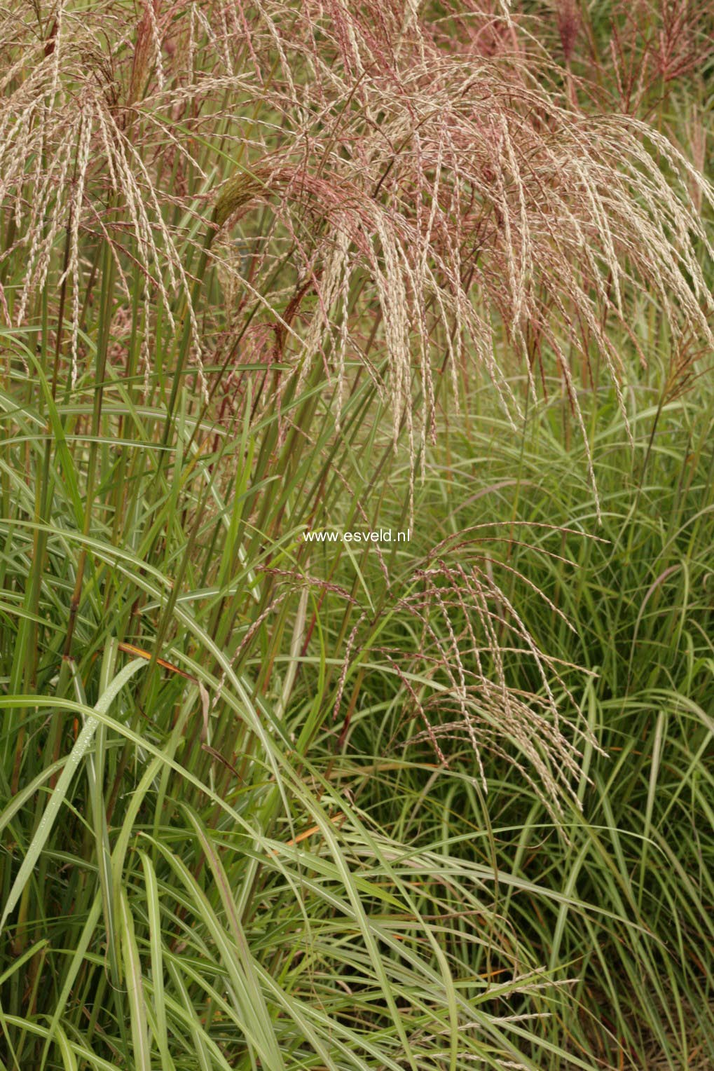 Miscanthus sinensis 'Flamingo'