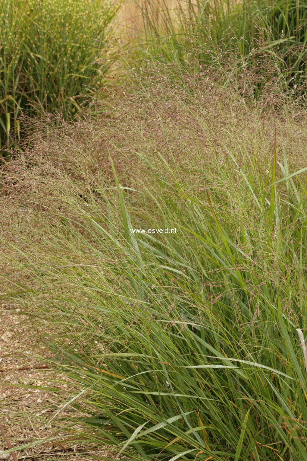 Panicum virgatum 'Warrior'