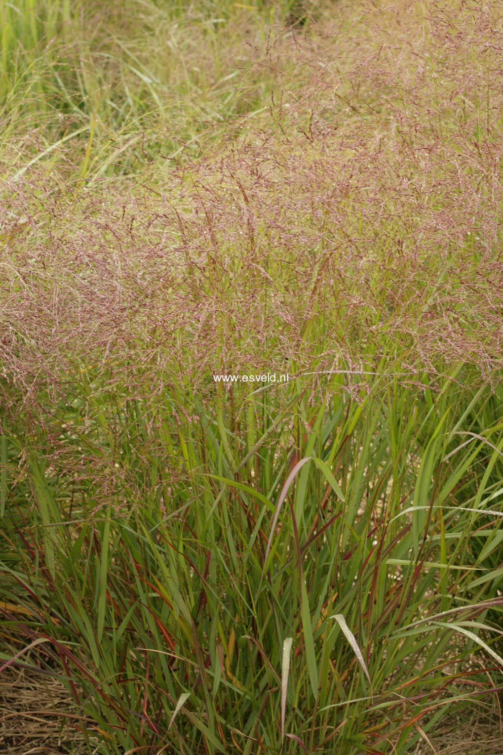 Panicum virgatum 'Squaw'