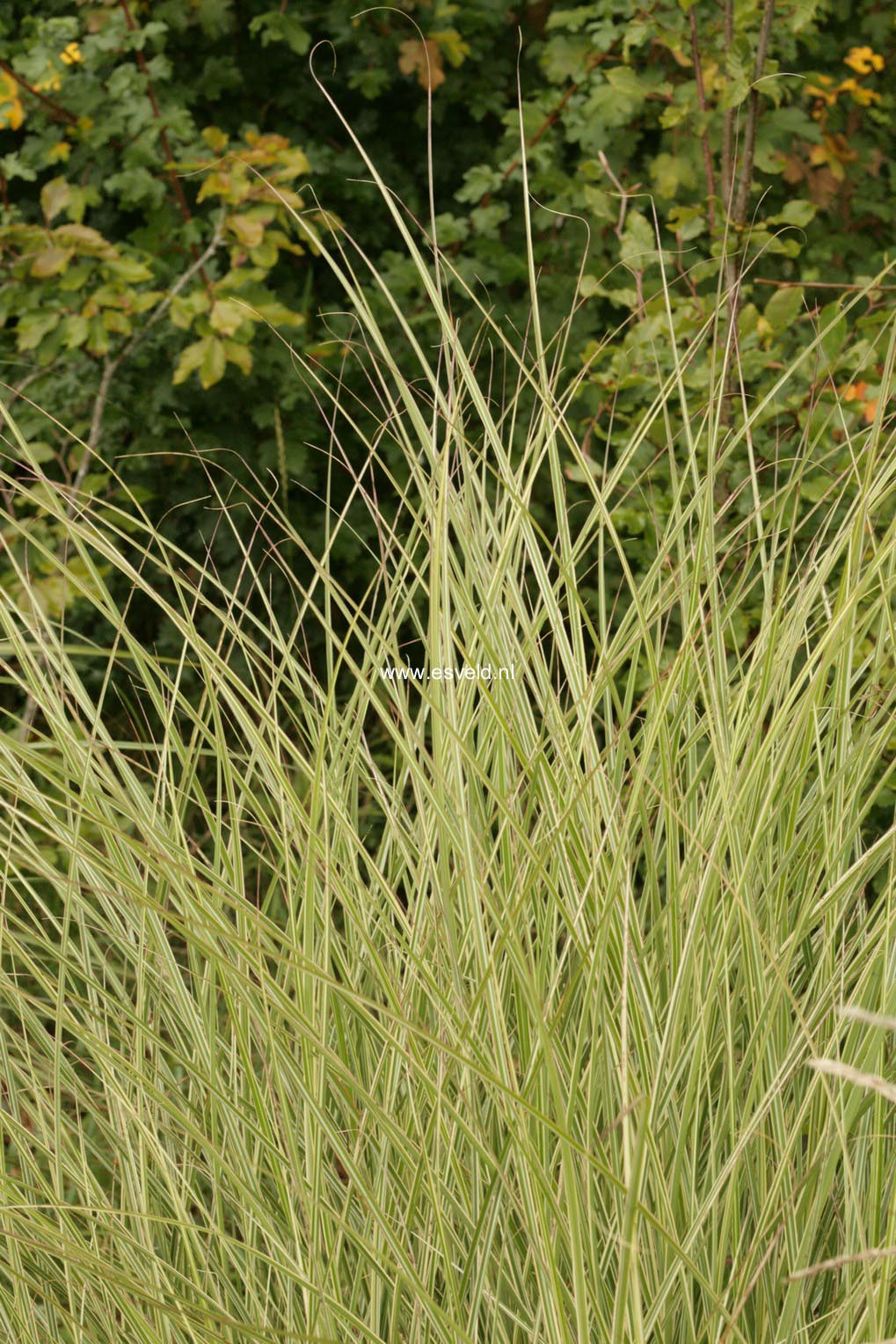 Miscanthus sinensis 'Morning Light'