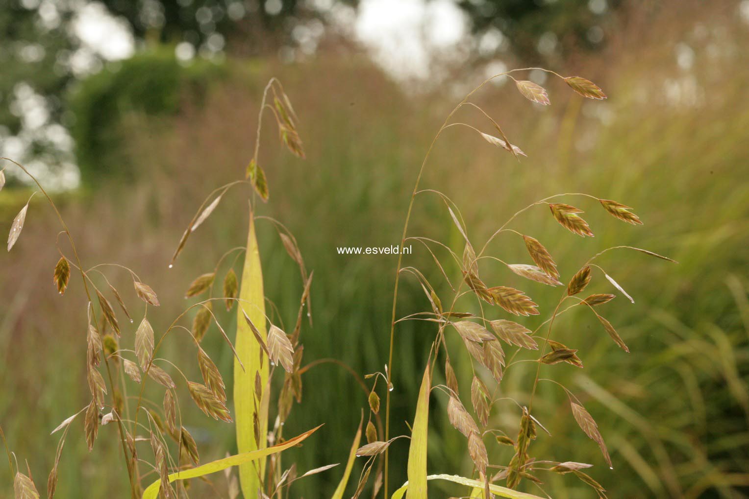 Chasmanthium latifolium