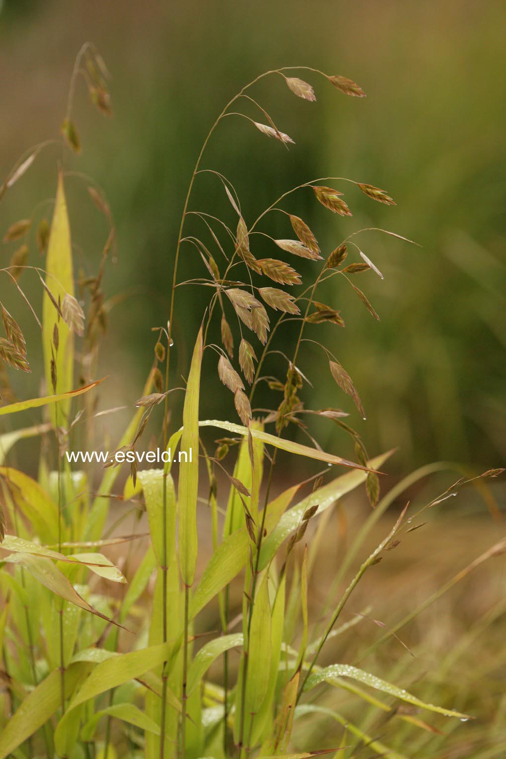 Chasmanthium latifolium