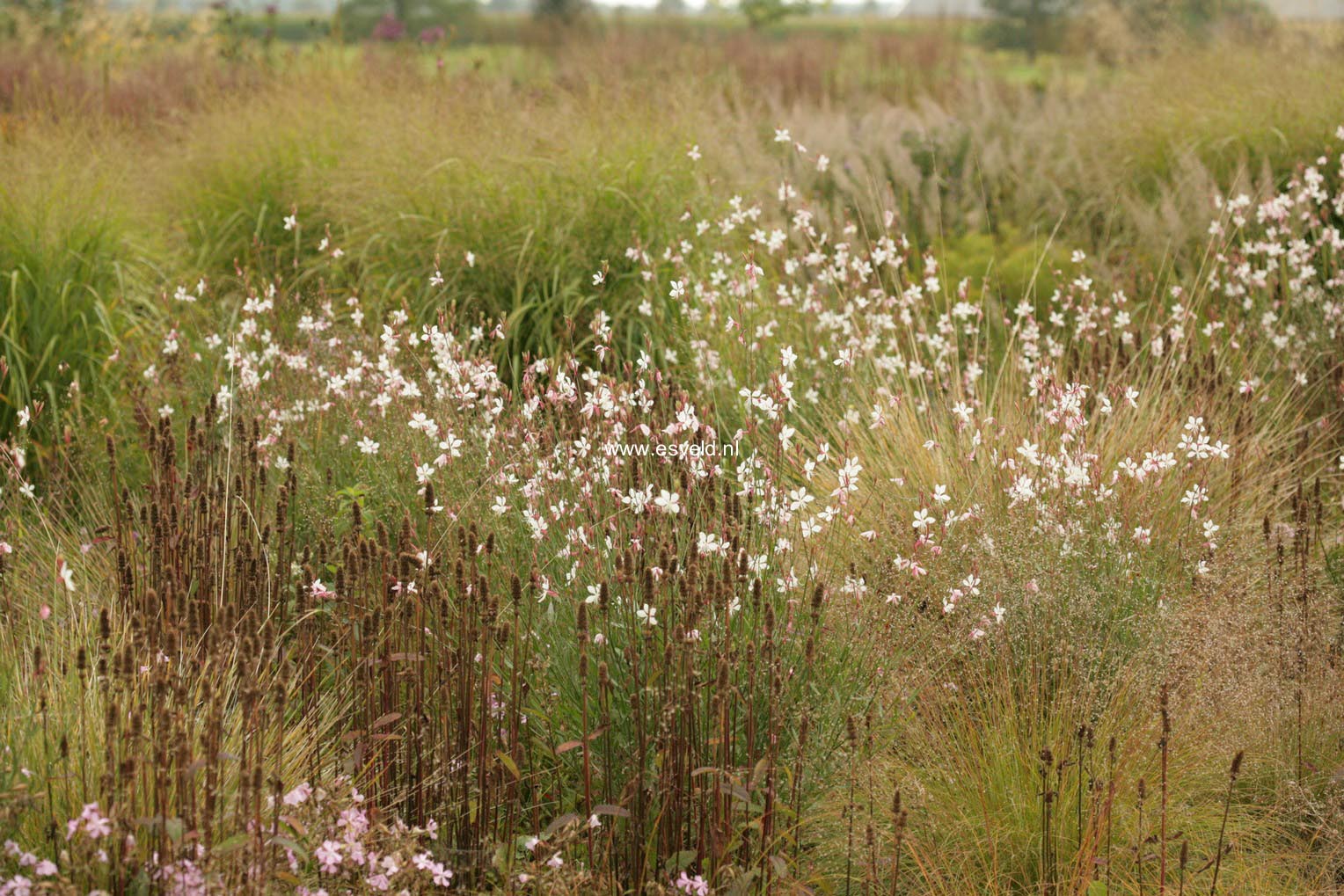 Gaura lindheimeri 'Whirling Butterflies'