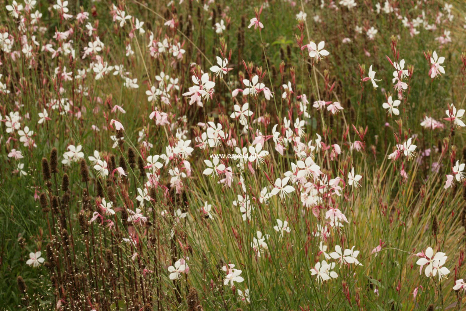 Gaura lindheimeri 'Whirling Butterflies'