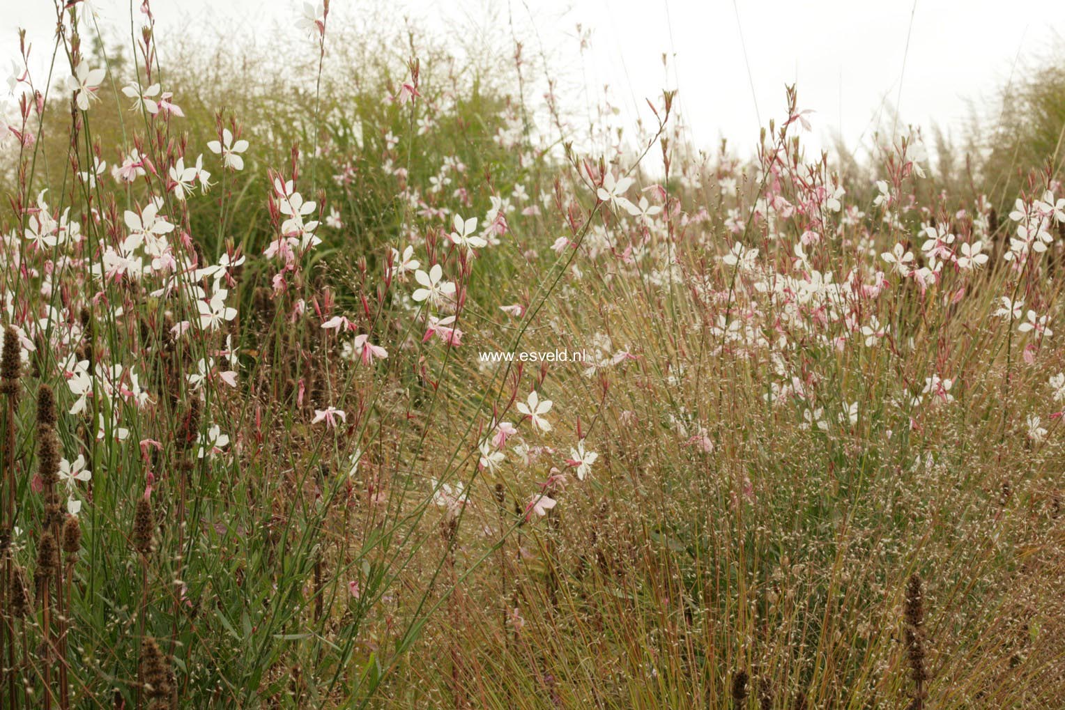 Gaura lindheimeri 'Whirling Butterflies'