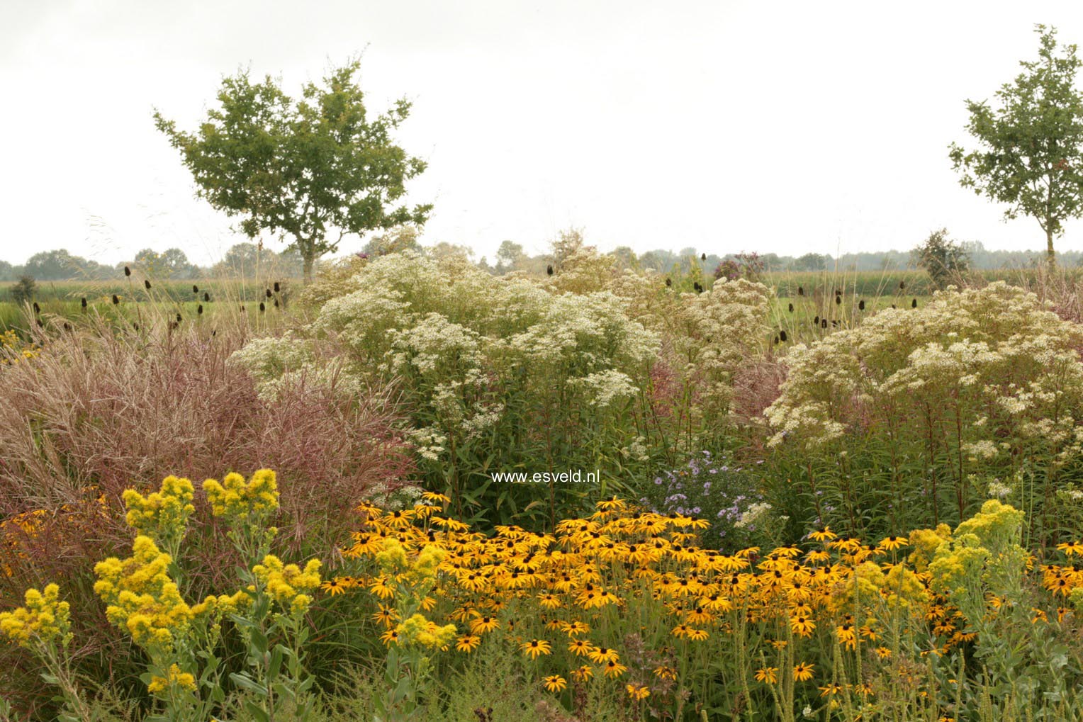 Rudbeckia fulgida var. deamii