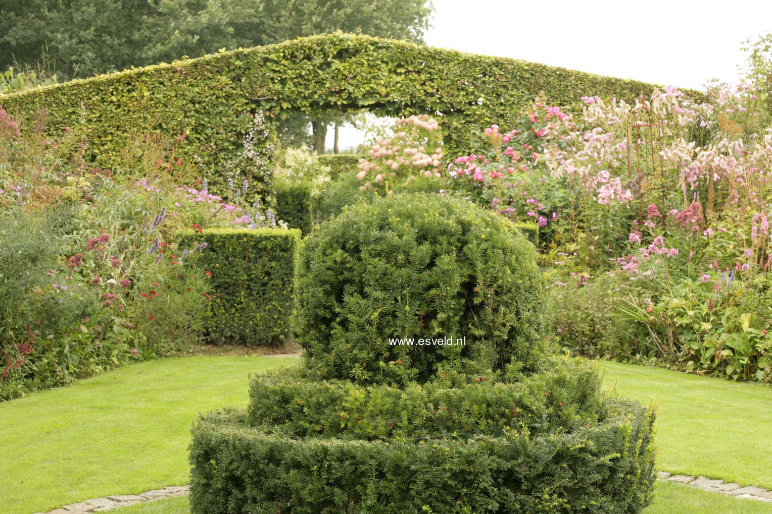 Taxus baccata