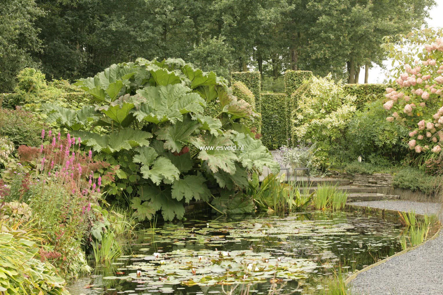 Gunnera manicata