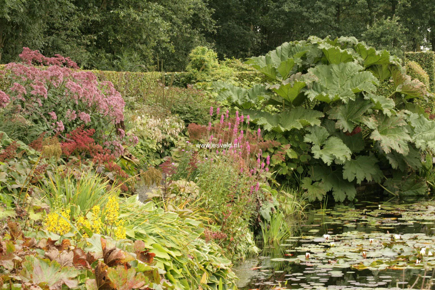 Gunnera manicata