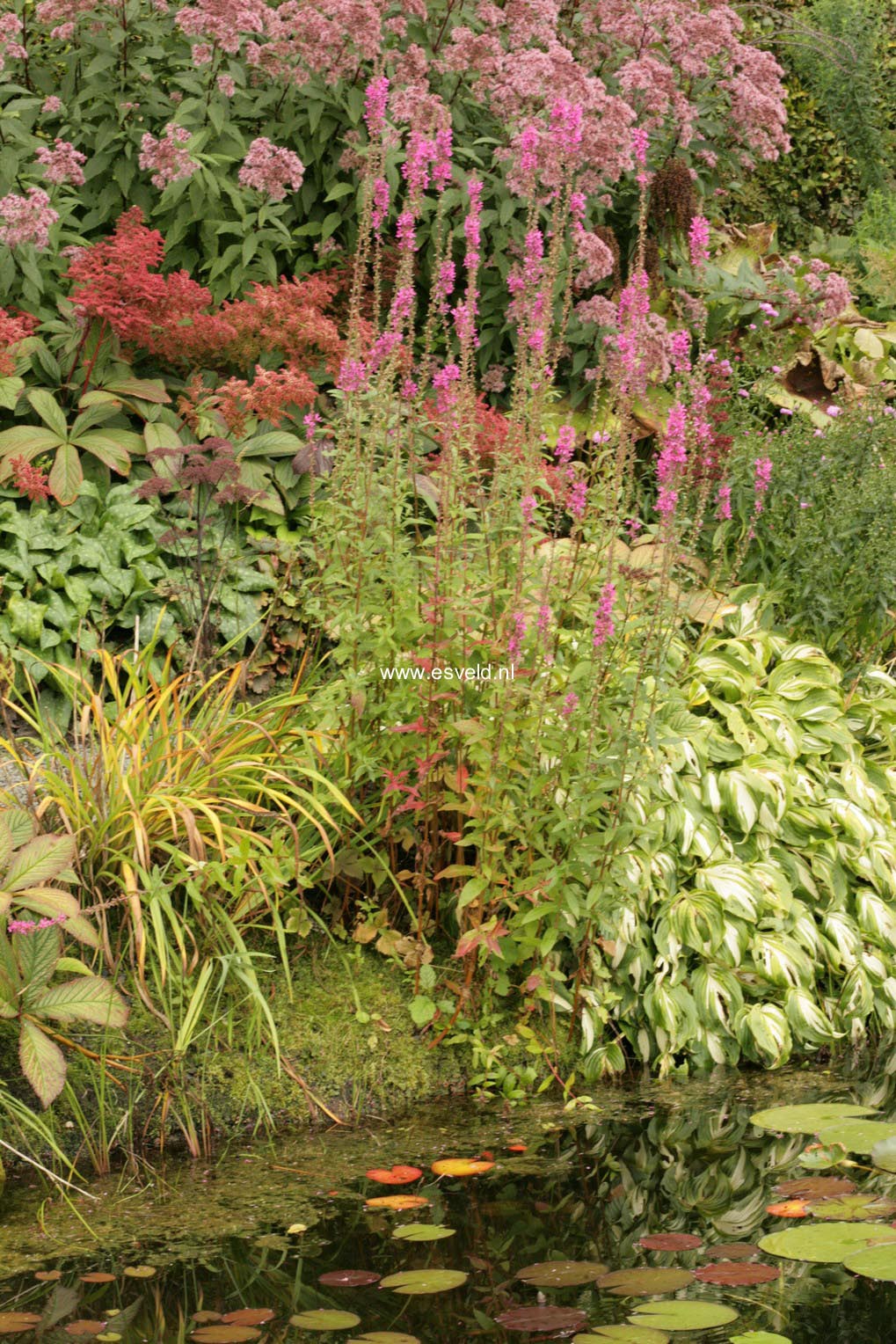Lythrum salicaria