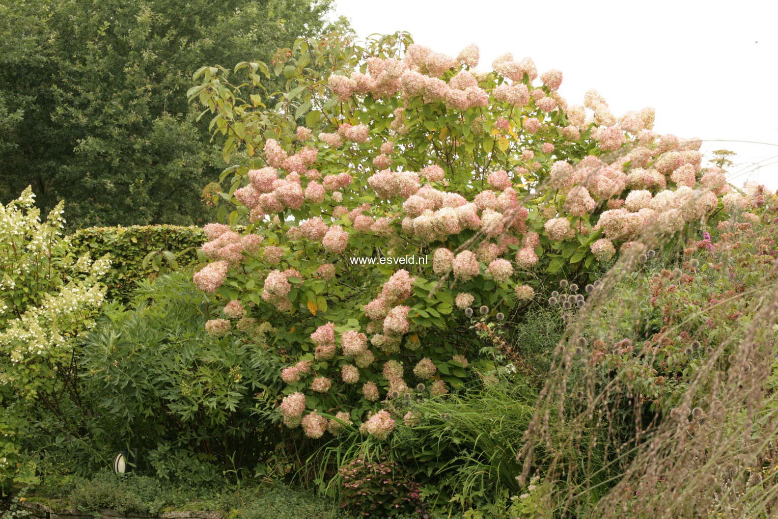 Hydrangea paniculata 'Limelight'