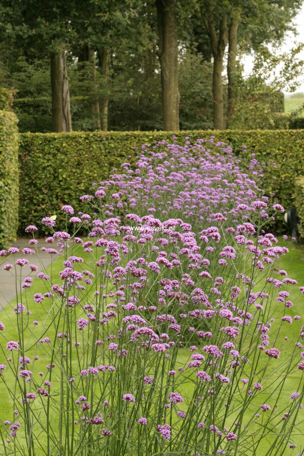 Verbena bonariensis