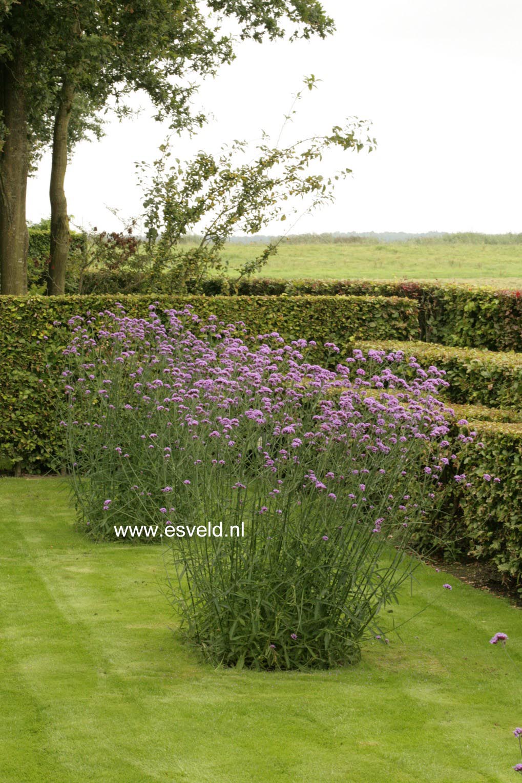 Verbena bonariensis