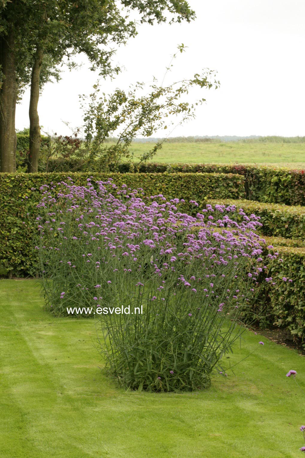 Verbena bonariensis