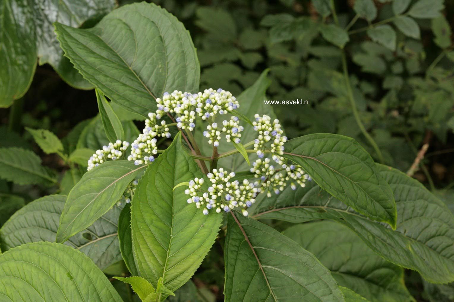 Dichroa febrifuga