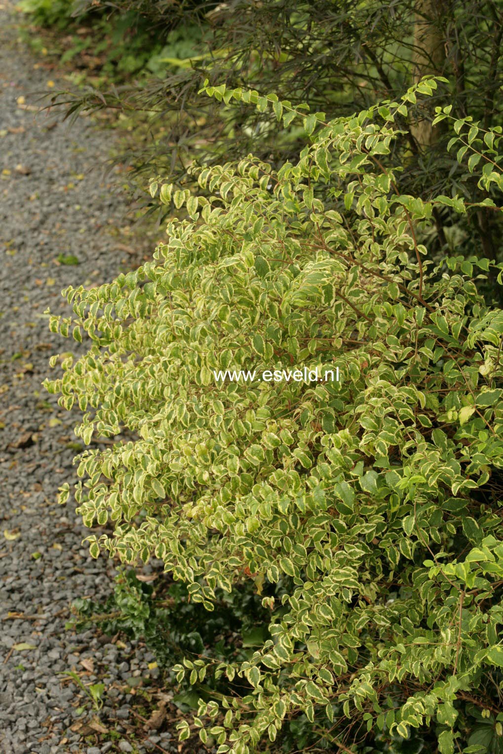 Symphoricarpos orbiculatus 'Variegatus'