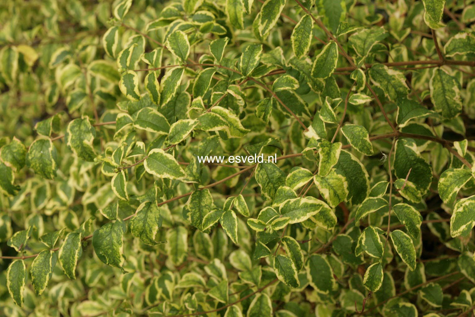 Symphoricarpos orbiculatus 'Variegatus'