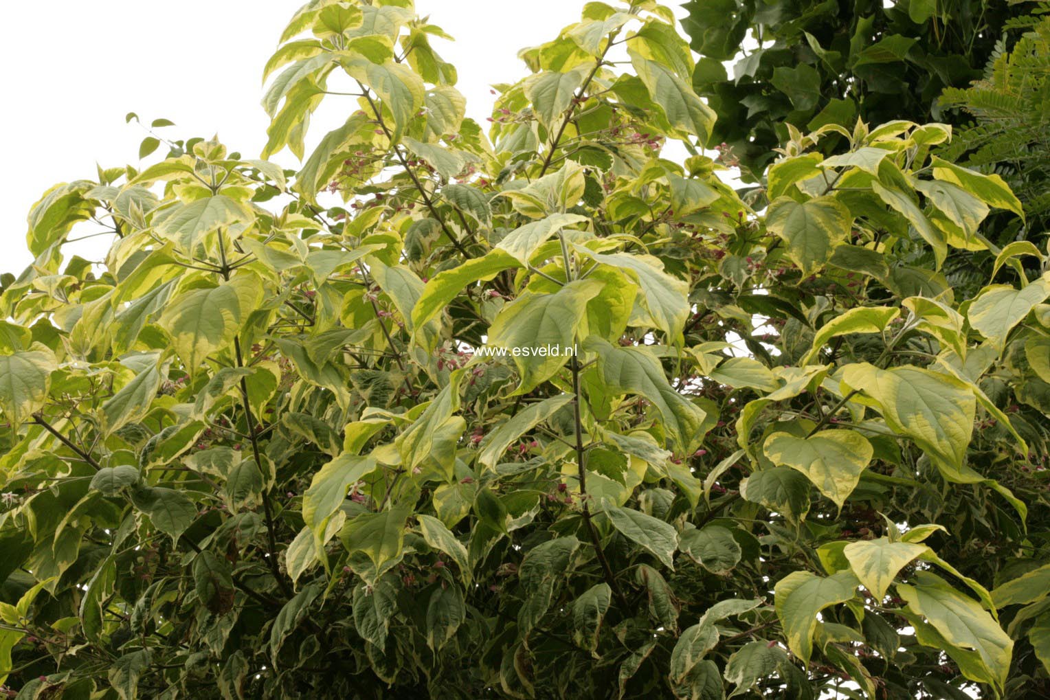 Clerodendrum trichotomum 'Carnaval'