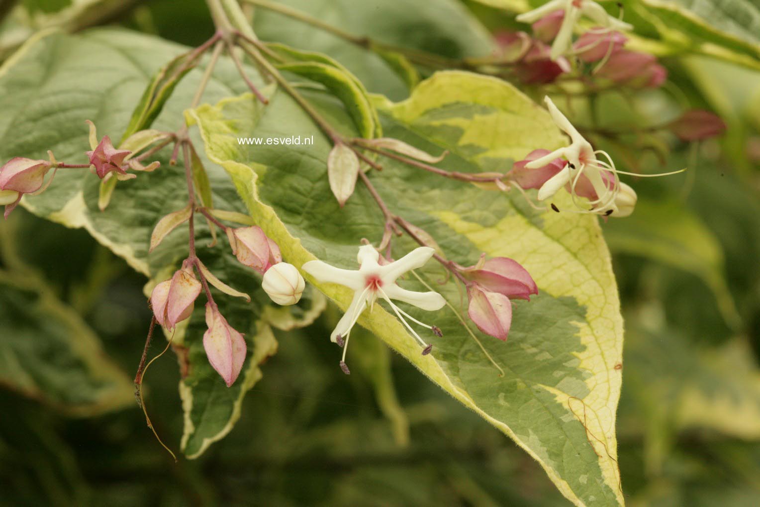 Clerodendrum trichotomum 'Carnaval'