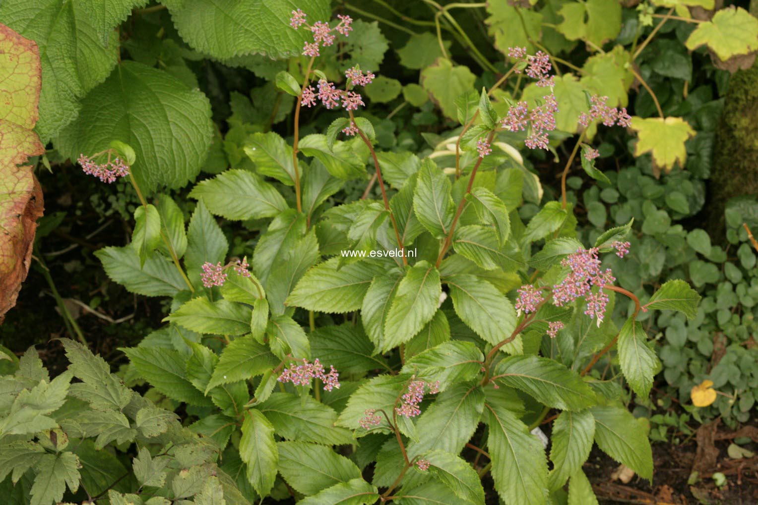 Cardiandra alternifolia 'Pink Geisha'