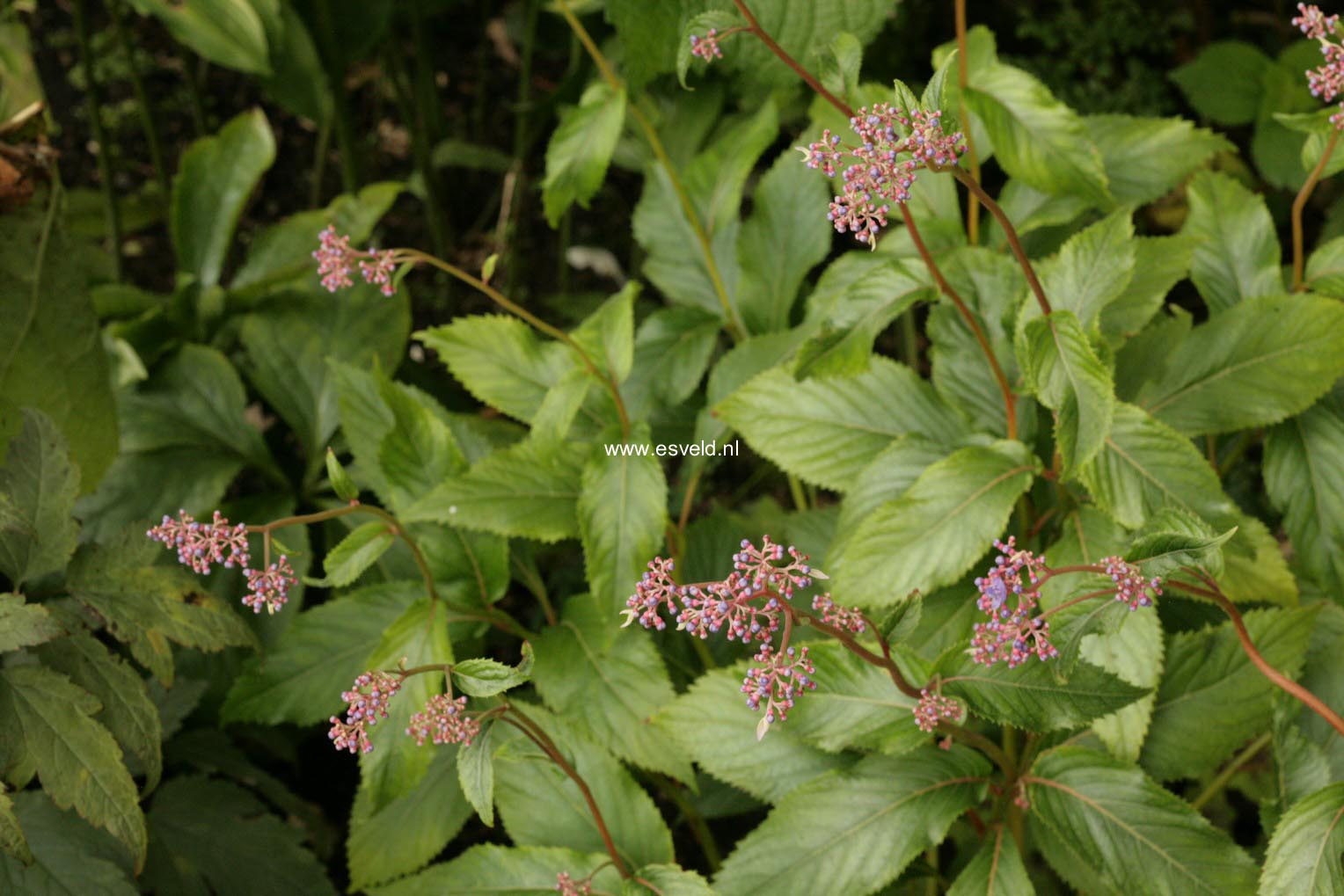 Cardiandra alternifolia 'Pink Geisha'
