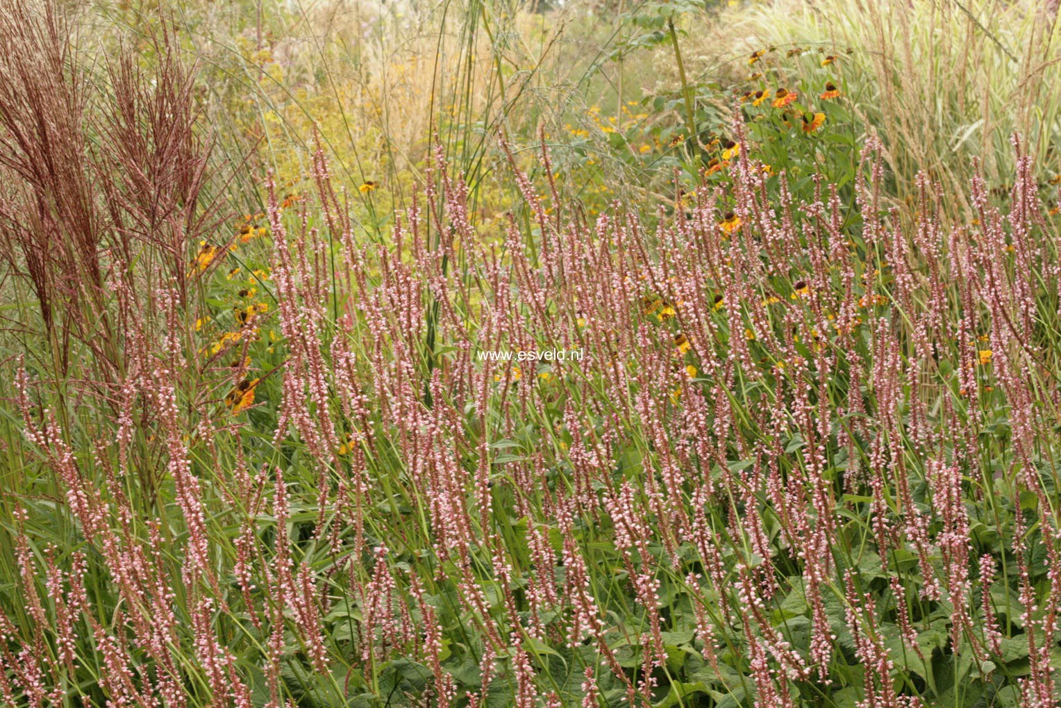 Persicaria amplexicaulis 'Rosea'