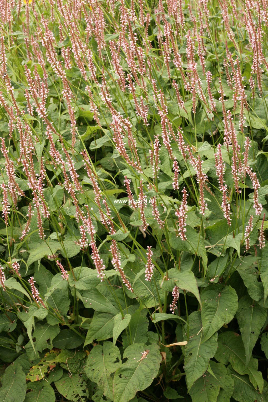 Persicaria amplexicaulis 'Rosea'