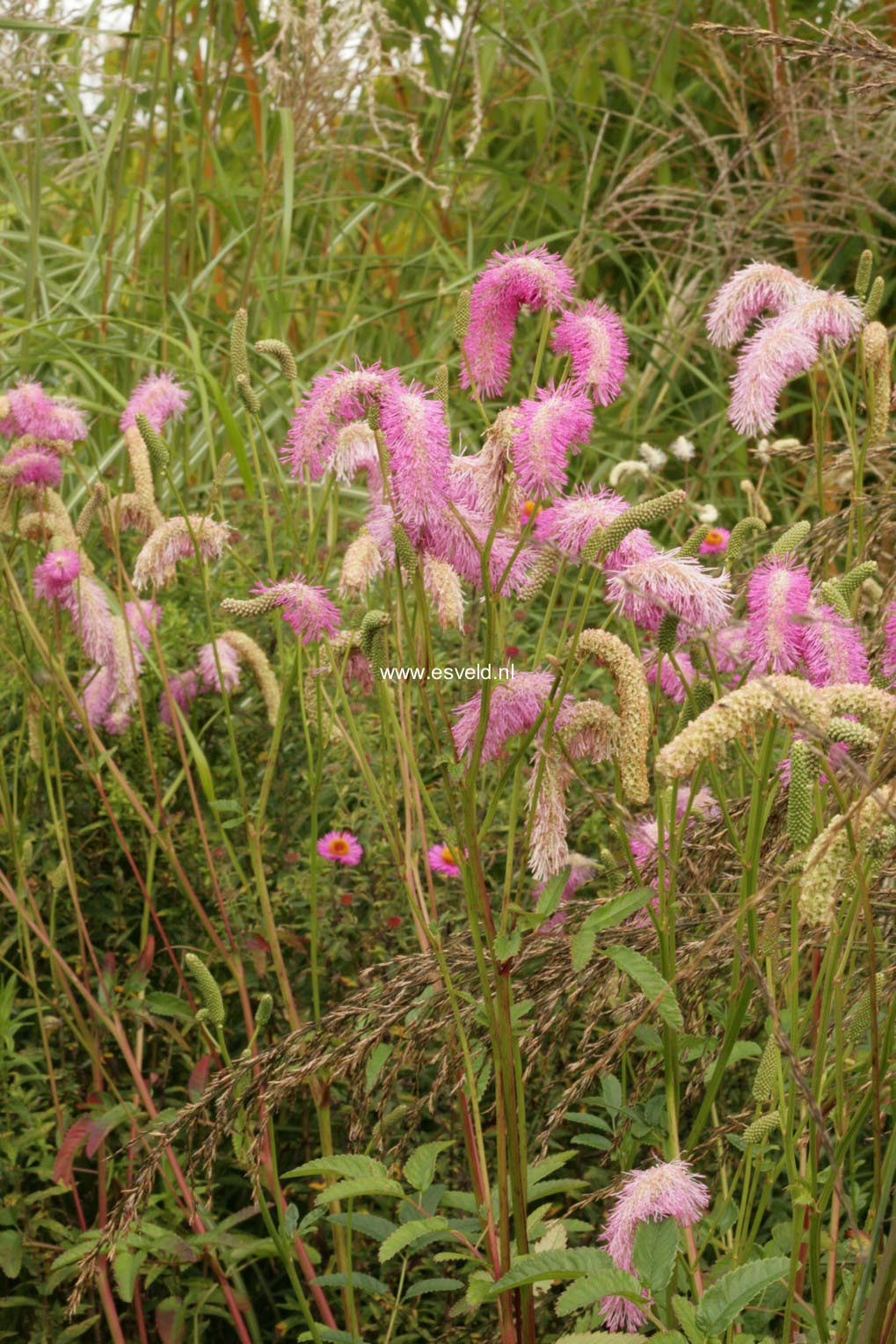 Sanguisorba 'Pink Brushes'
