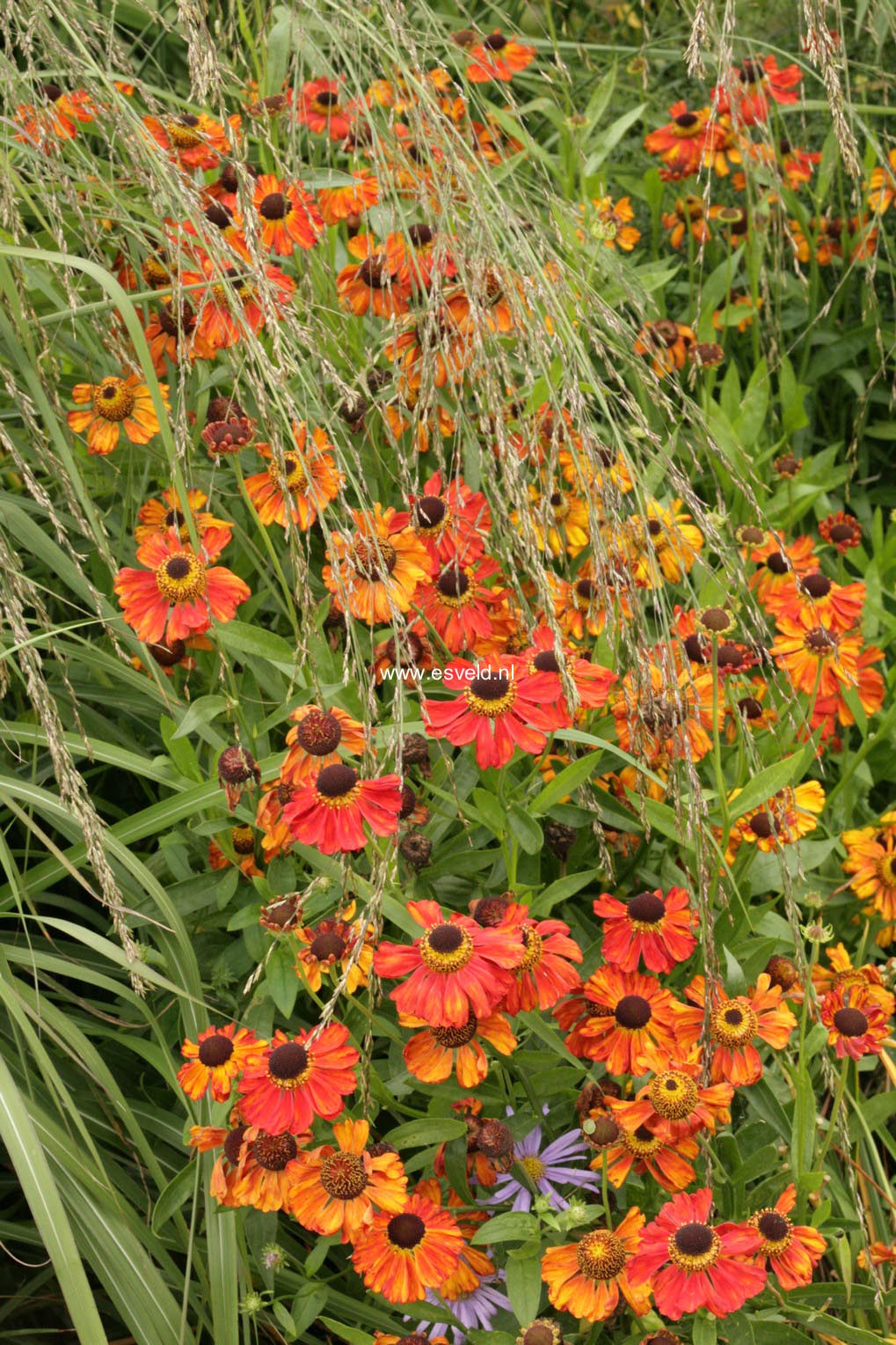 Helenium 'Kupferzwerg'