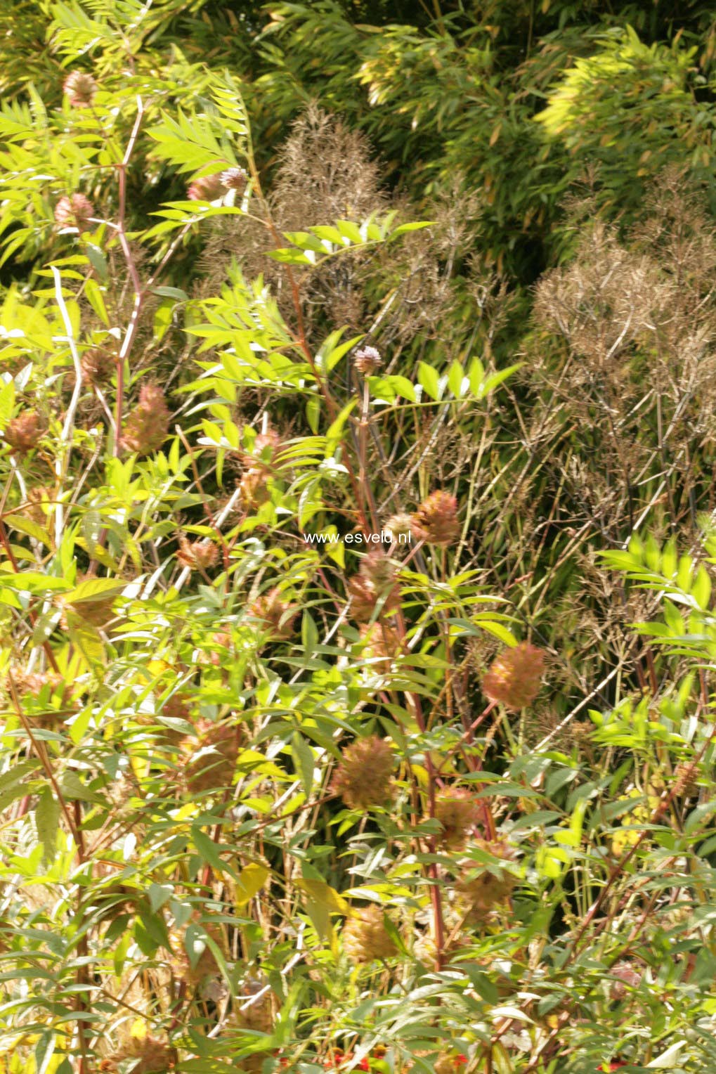 Glycyrrhiza yunnanensis