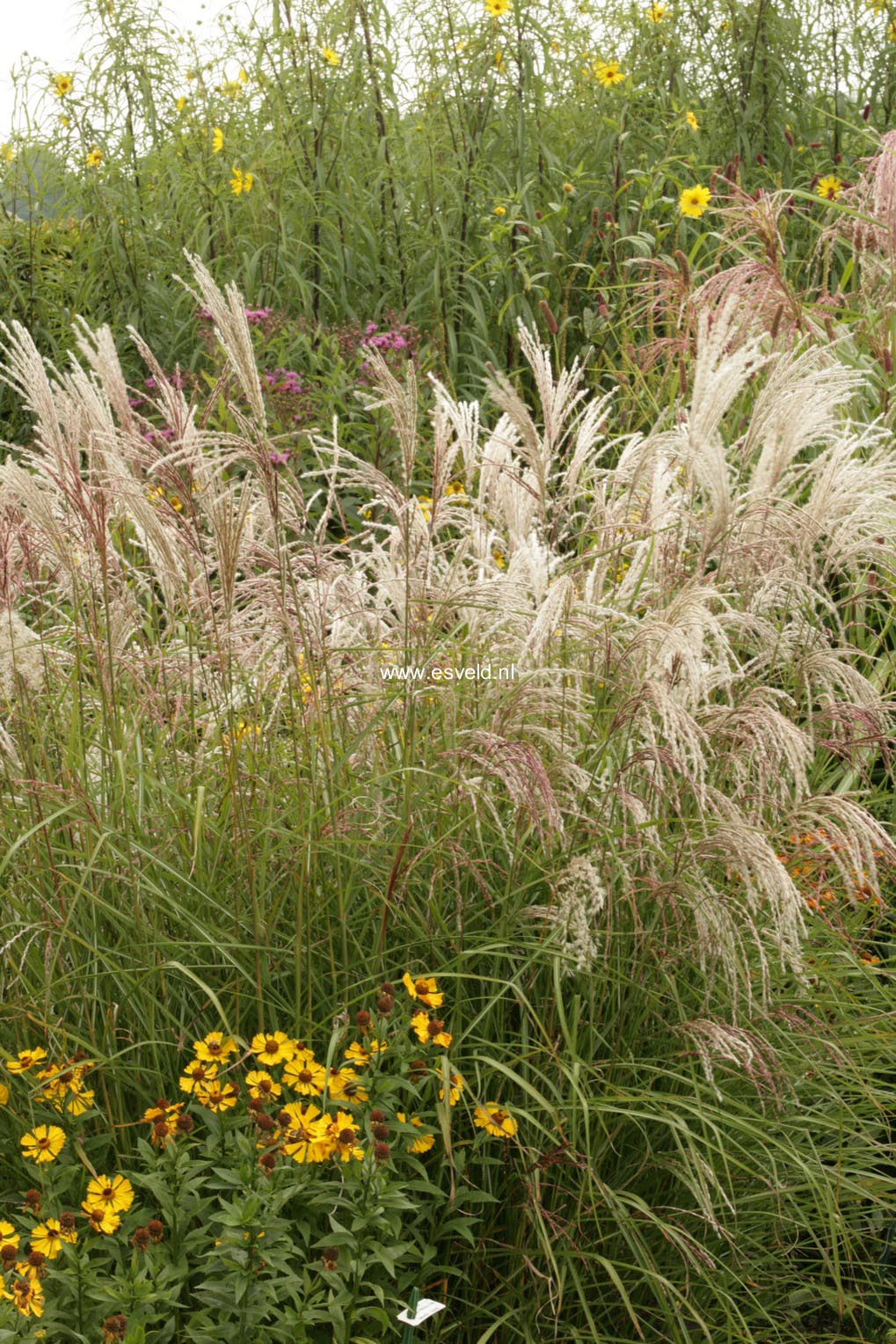 Miscanthus sinensis 'Kleine Fontaene'