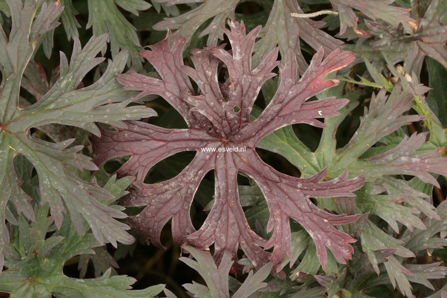 Geranium pratense