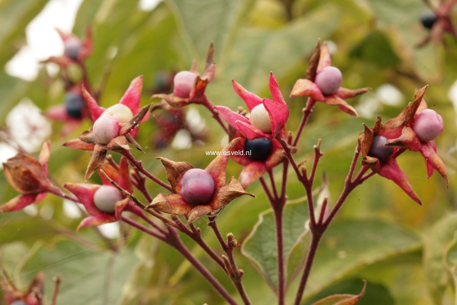 Clerodendrum trichotomum