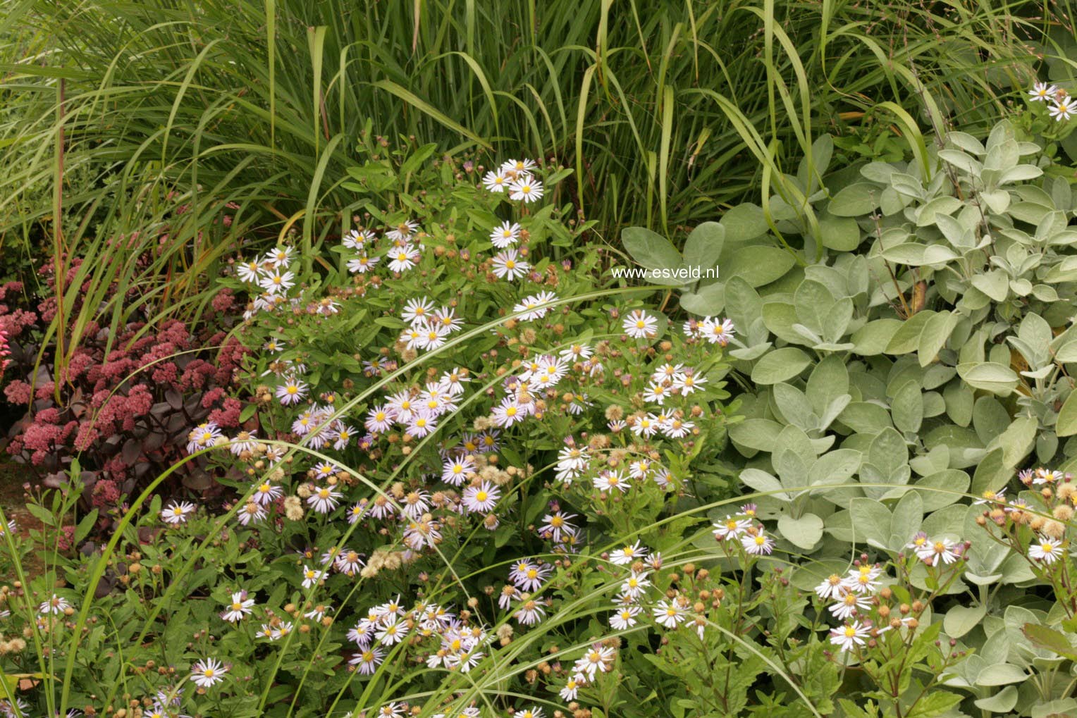 Aster ageratoides 'Asran'