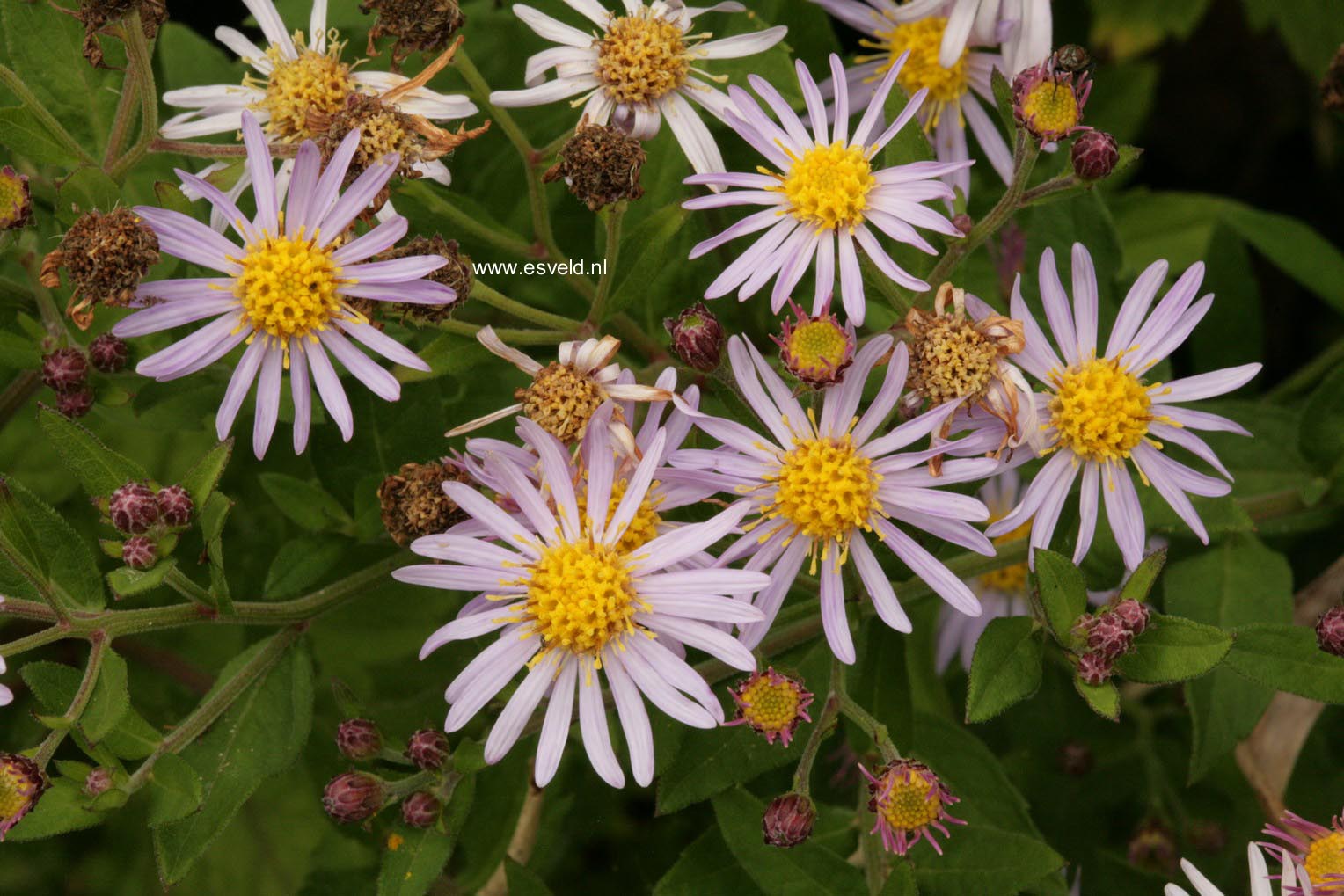 Aster ageratoides 'Asran'