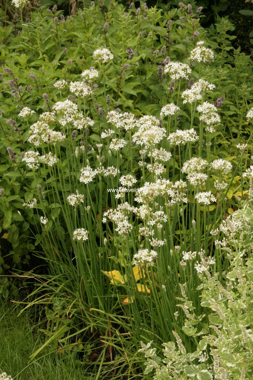 Allium tuberosum