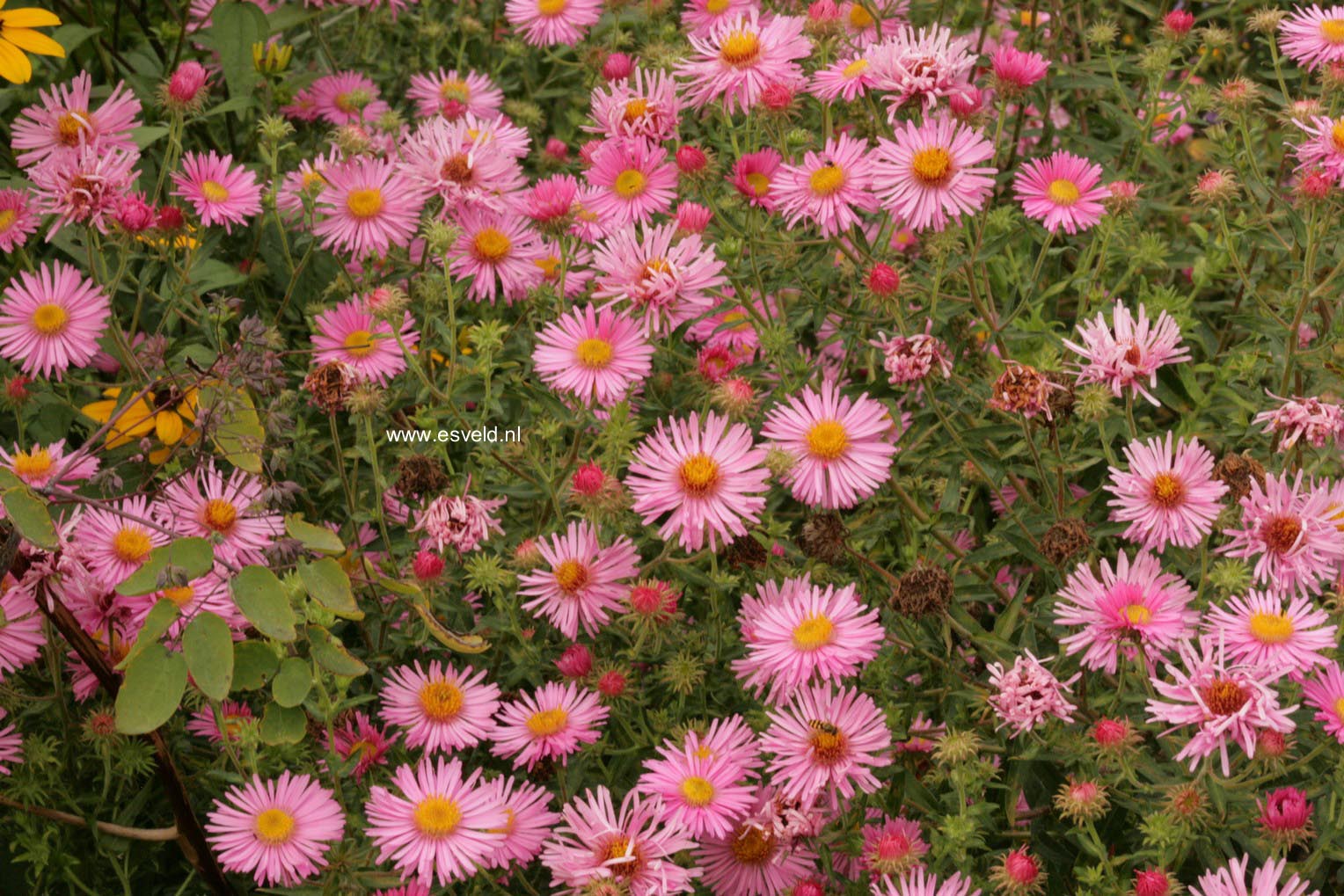 Aster novae-angliae 'Rosa Sieger'
